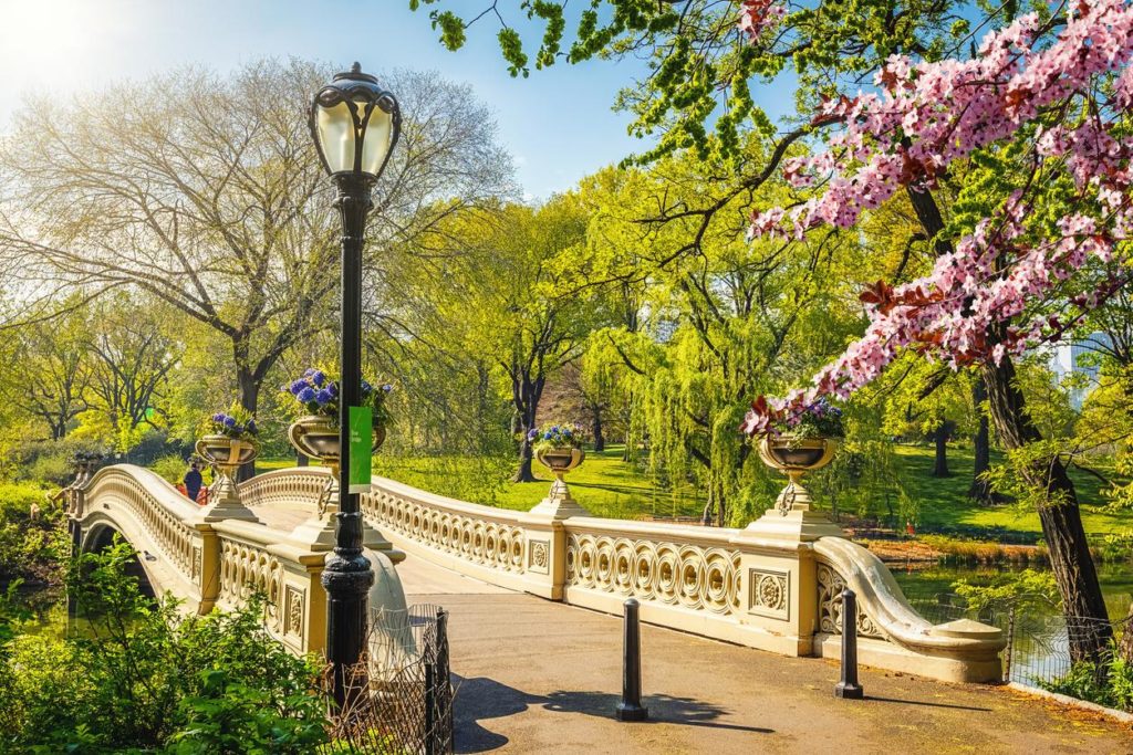 Central Park walking bridge with beautiful green trees, pink flower trees and water on a clear day